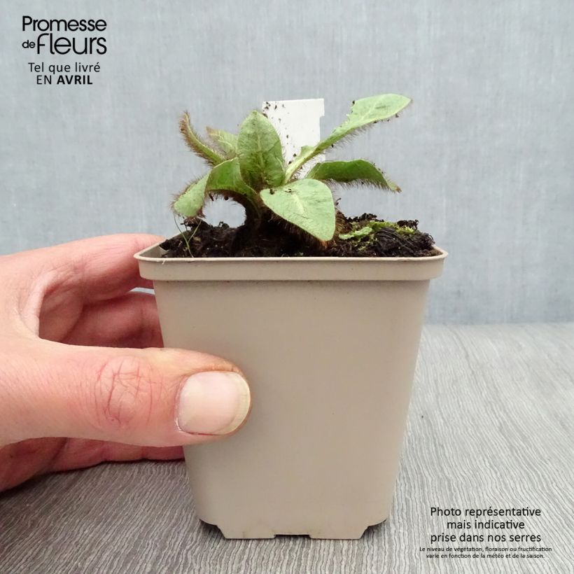 Exemplar von Meconopsis betonicifolia - Scheinmohn Kleine Töpfe von 8/9 cm wie im Frühjahr geliefert