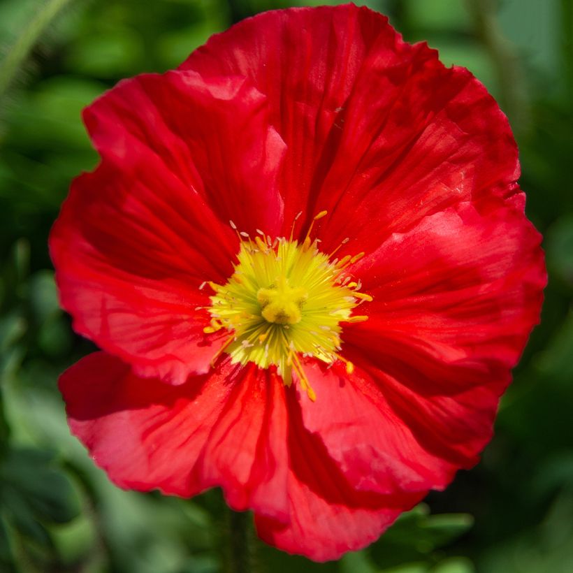 Papaver nudicaule Champagne Bubbles Mix - Isländischer Mohn (Blüte)