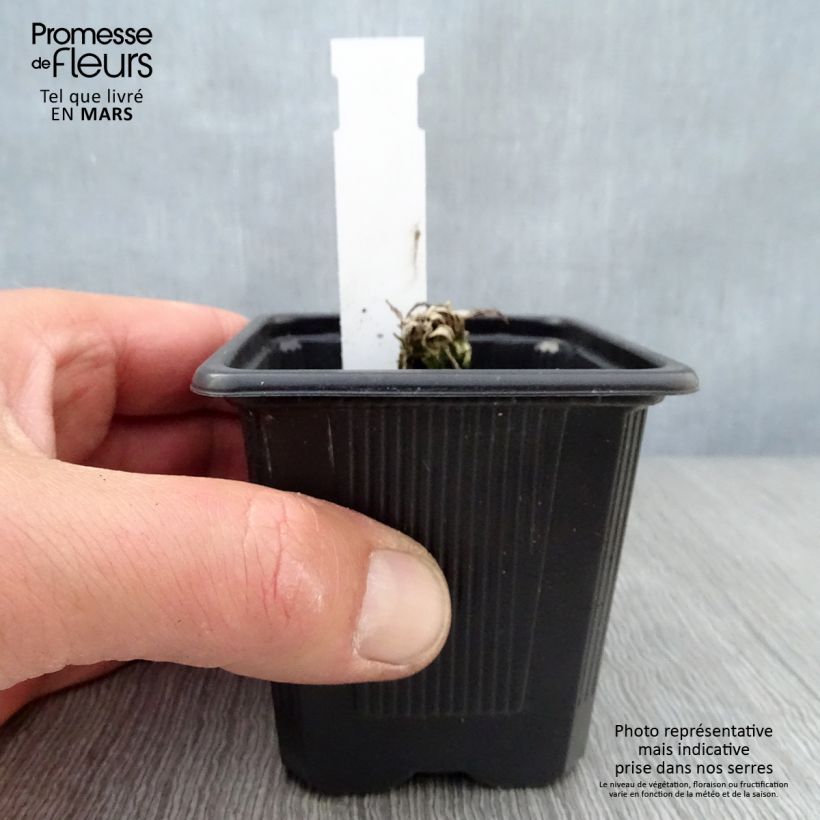 Exemplar von Orientalischer Mohn Clochard - Papaver orientale Kleine Töpfe von 8/9 cm wie im Frühjahr geliefert