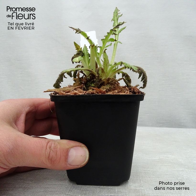 Exemplar von Orientalischer Mohn Curlilocks - Papaver orientale Kleine Töpfe von 8/9 cm wie im Winter geliefert