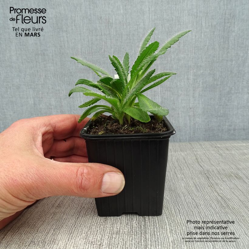 Exemplar von Orientalischer Mohn Harvest Moon - Papaver orientale Kleine Töpfe von 8/9 cm wie im Frühjahr geliefert