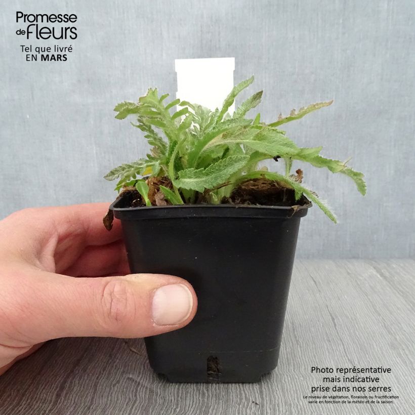 Example of Orientalischer Mohn May Queen - Papaver orientale Kleine Töpfe von 8/9 cm as you get in printemps