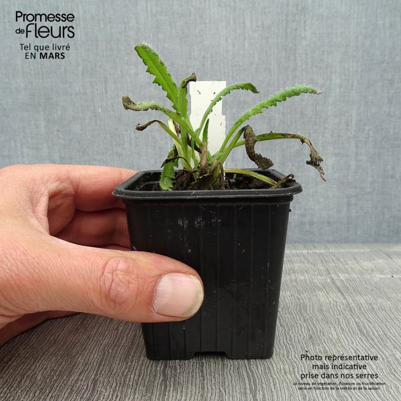 Exemplar von Orientalischer Mohn Royal Chocolate Distinction - Papaver orientale Kleine Töpfe von 8/9 cm wie im Frühjahr geliefert