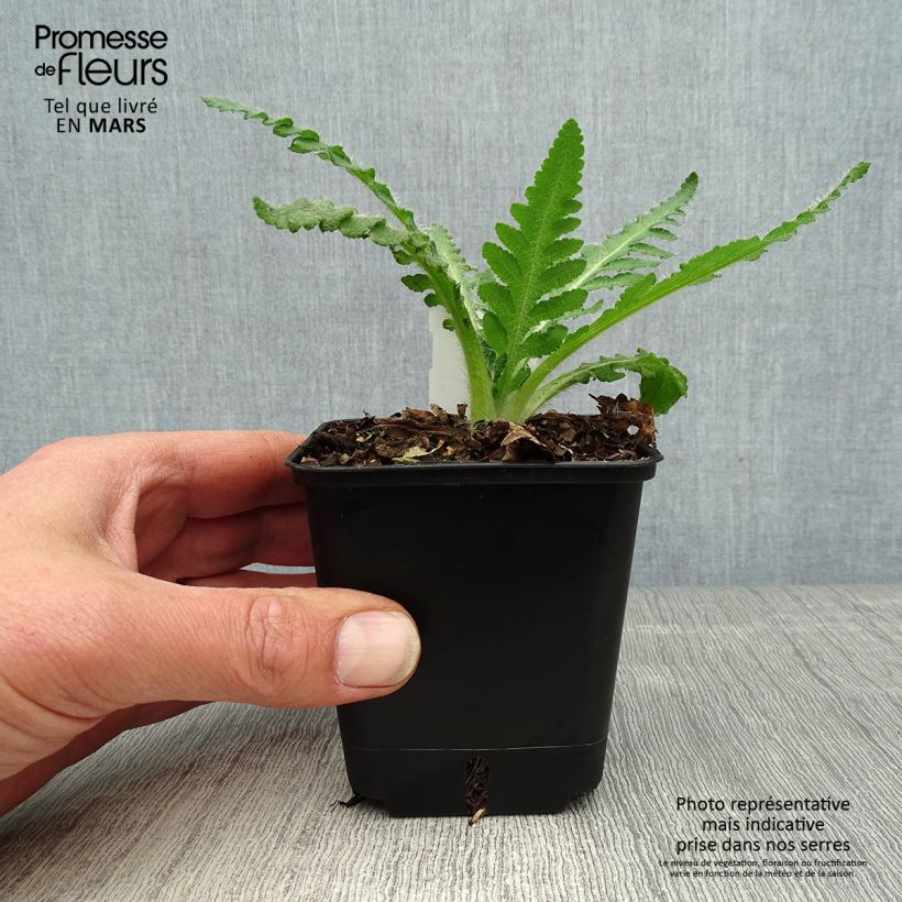 Example of Orientalischer Mohn Royal Wedding - Papaver orientale Kleine Töpfe von 7/8 cm as you get in printemps