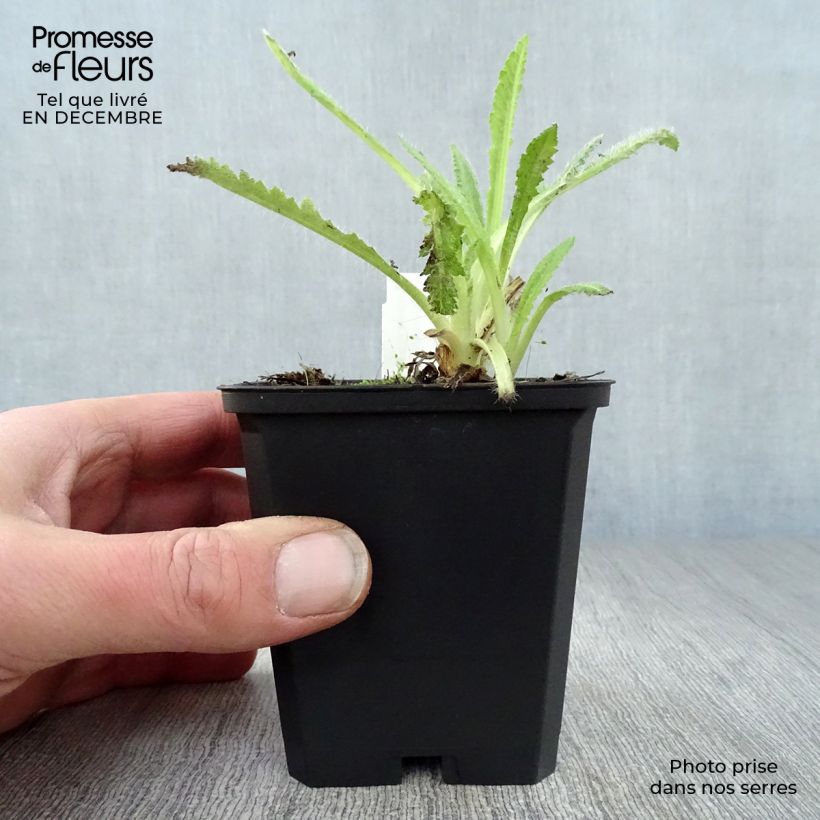 Example of Orientalischer Mohn Türkenlouis - Papaver orientale Kleine Töpfe von 8/9 cm as you get in hiver