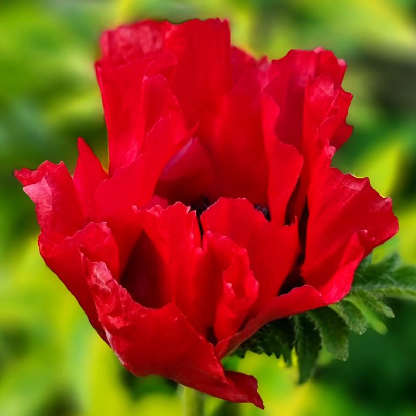 Orientalischer Mohn Red Rumble - Papaver orientale (Flowering)