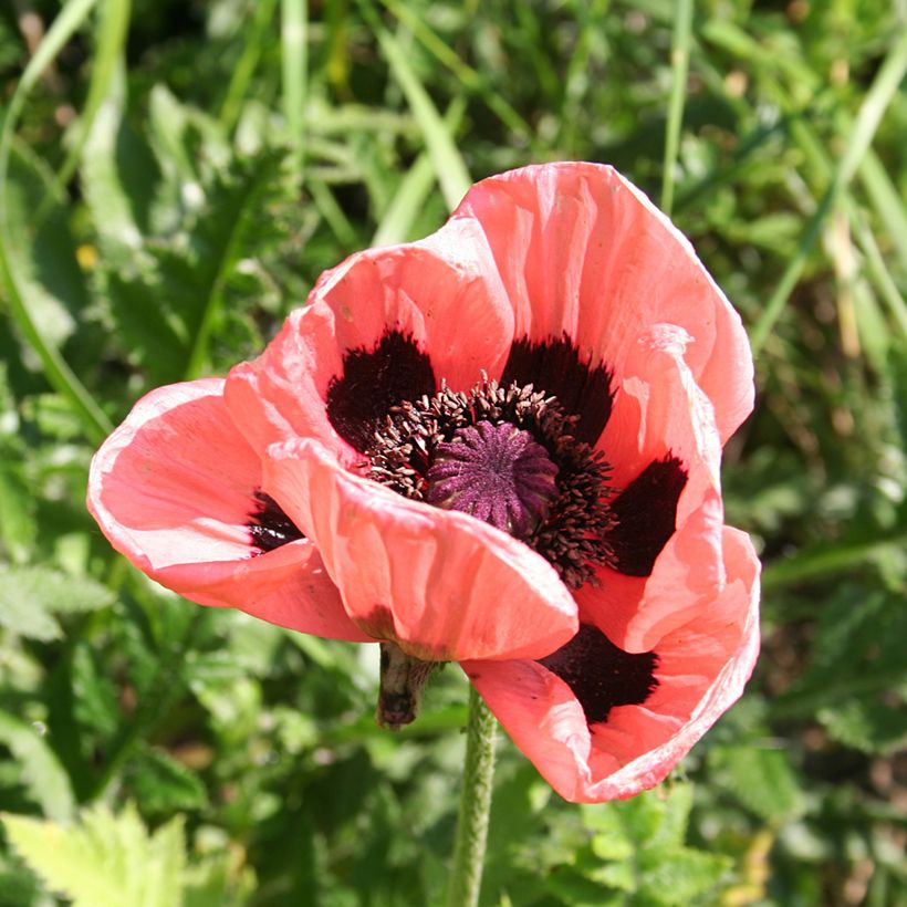 Orientalischer Mohn Haremstraum - Papaver orientale (Blüte)