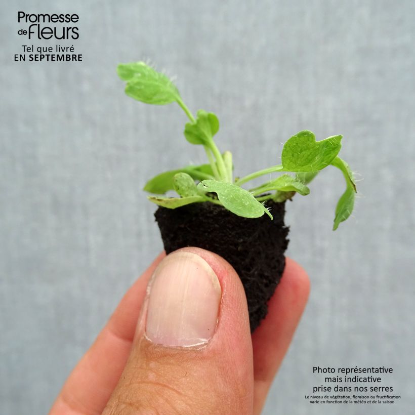 Exemplar von Papaver nudicaule Bulles de Champagne Mix - Isländischer Mohn Mini-Plug Ø 3/4 cm wie im Herbst geliefert