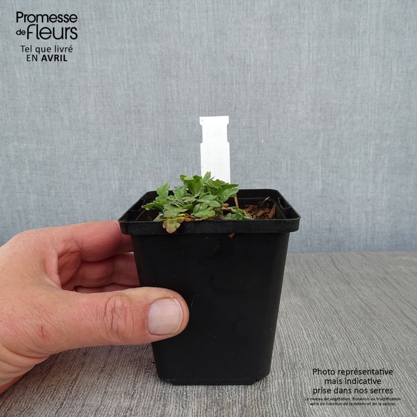 Exemplar von Papaver nudicaule Champagne Bubbles Mix - Isländischer Mohn Kleine Töpfe von 8/9 cm wie im Frühjahr geliefert