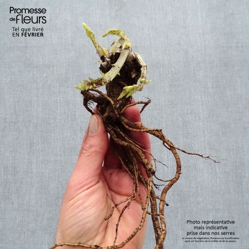 Exemplar von Orientalischer Mohn Harlem - Papaver orientale Wurzelnackt wie im Winter geliefert