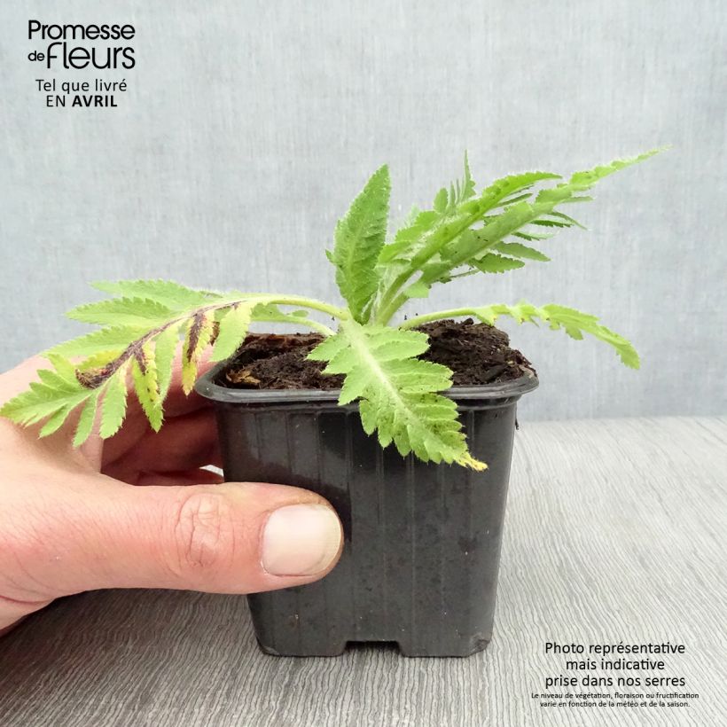 Example of Orientalischer Mohn Beauty of Livermere - Papaver orientale Kleine Töpfe von 7/8 cm as you get in printemps