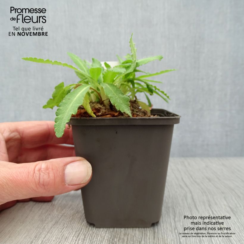 Exemplar von Orientalischer Mohn Patty's Plum - Papaver orientale Kleine Töpfe von 8/9 cm wie im Herbst geliefert