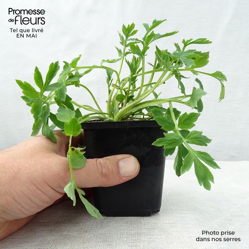 Example of Meconopsis cambrica - Waliser Mohn Kleine Töpfe von 8/9 cm as you get in printemps