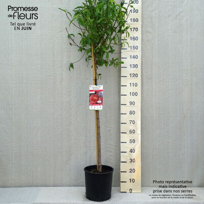 Example of Pfirsich Amsden - Prunus persica Topf mit 7,5L/10L, Halbstamm as you get in printemps