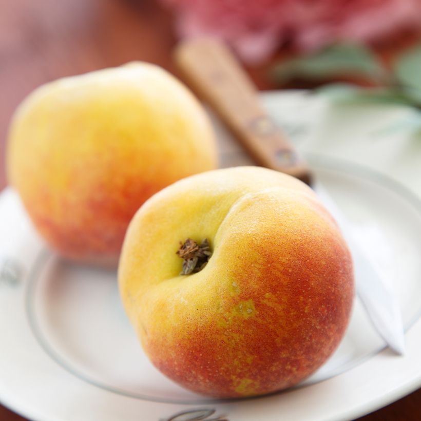 Pfirsich Belle Angevine Bio - Prunus persica (Ernte)