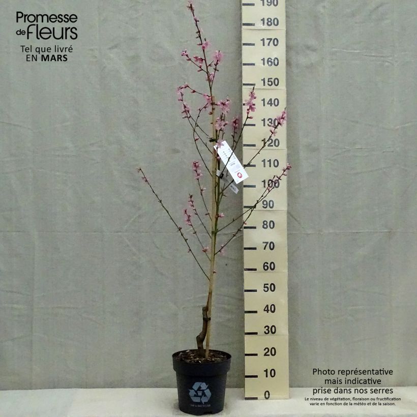 Exemplar von Pfirsich Bénédicte - Prunus persica Topf mit 7,5L/10L, Gobelet-Form wie im Frühjahr geliefert