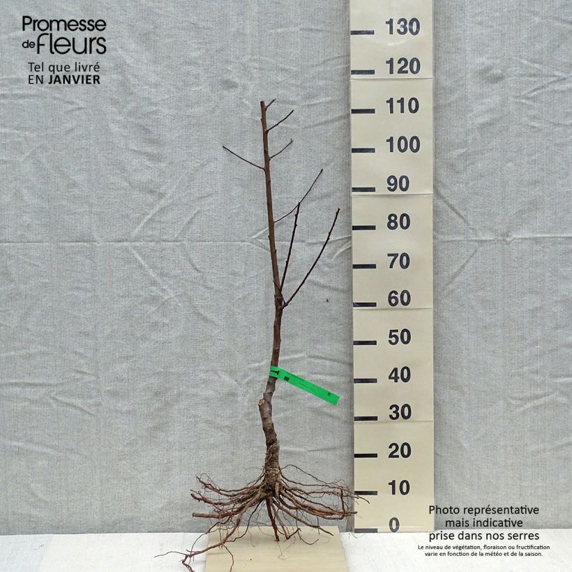 Exemplar von Pfirsich Charles Ingouf - Prunus persica Wurzelnackt, Heister wie im Winter geliefert