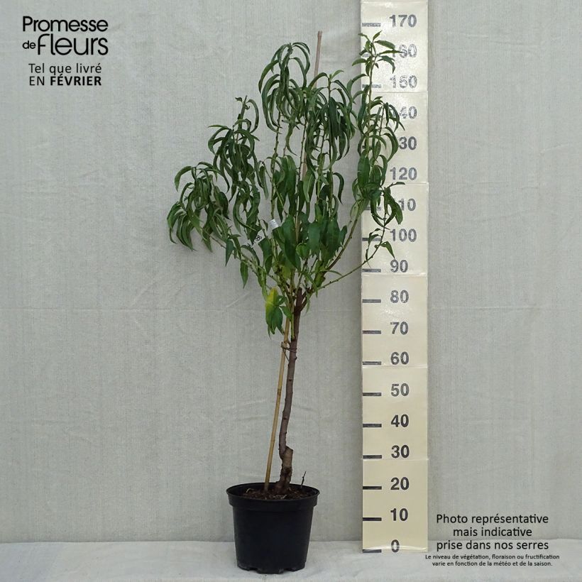 Exemplar von Pêcher Charles Ingouf - Prunus persica Pot de 7,5L/10L, Gobelet wie im Herbst geliefert