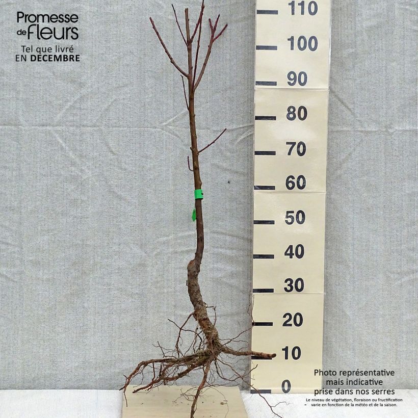 Exemplar von Pfirsich Dixired Bio - Prunus persica Wurzelnackt, Heister wie im Winter geliefert