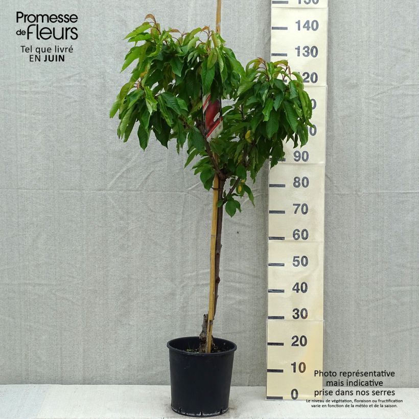 Example of Pfirsich Dixired - Prunus persica Topf mit 7,5L/10L, Gobelet-Form as you get in printemps