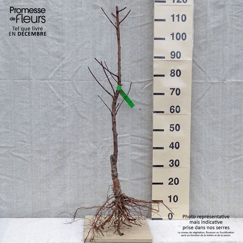 Exemplar von Pfirsich Grosse Mignonne Bio - Prunus persica Wurzelnackt, Heister wie im Winter geliefert