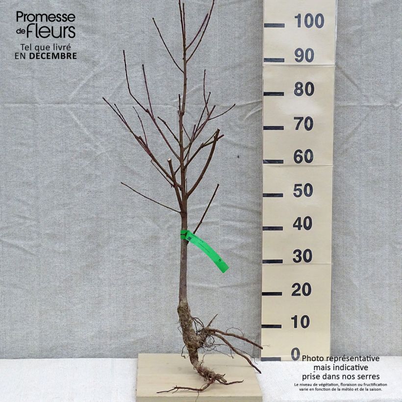 Exemplar von Pfirsich J.H. Hale Bio - Prunus persica Wurzelnackt, Heister wie im Winter geliefert