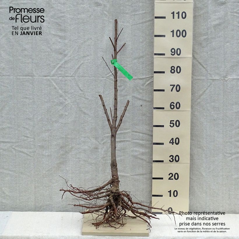 Exemplar von Pfirsich Jalousia - Prunus persica Wurzelnackt, Heister wie im Winter geliefert