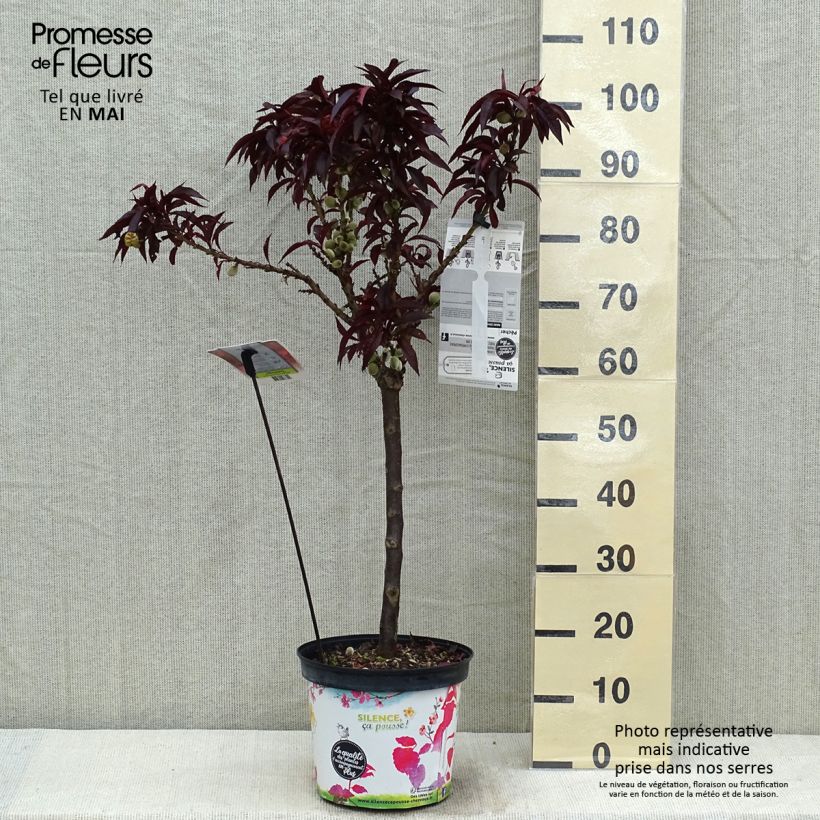 Exemplar von Pfirsich Crimson 'Bonfire' - Prunus persica Topf mit 6L/7L, 1/4 Stängel wie im Frühjahr geliefert