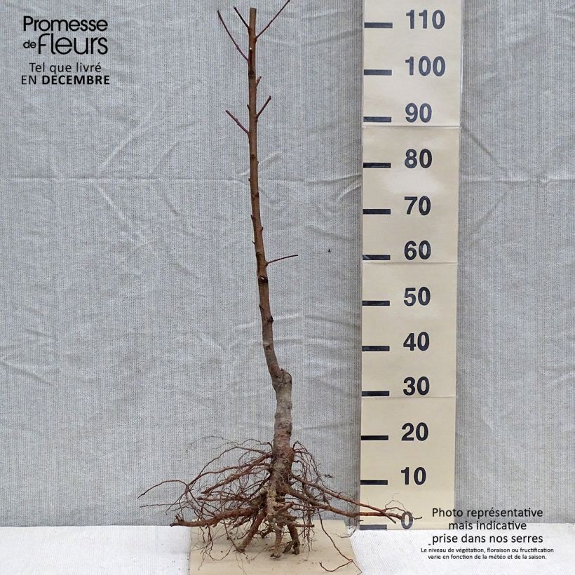 Exemplar von Pfirsich Red Robin Bio Wurzelnackt wie im Winter geliefert