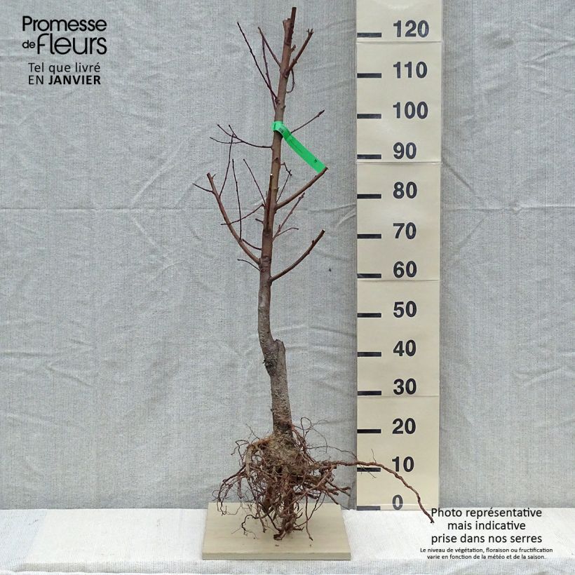 Exemplar von Pfirsich Redhaven Bio - Prunus persica Wurzelnackt, Heister wie im Winter geliefert