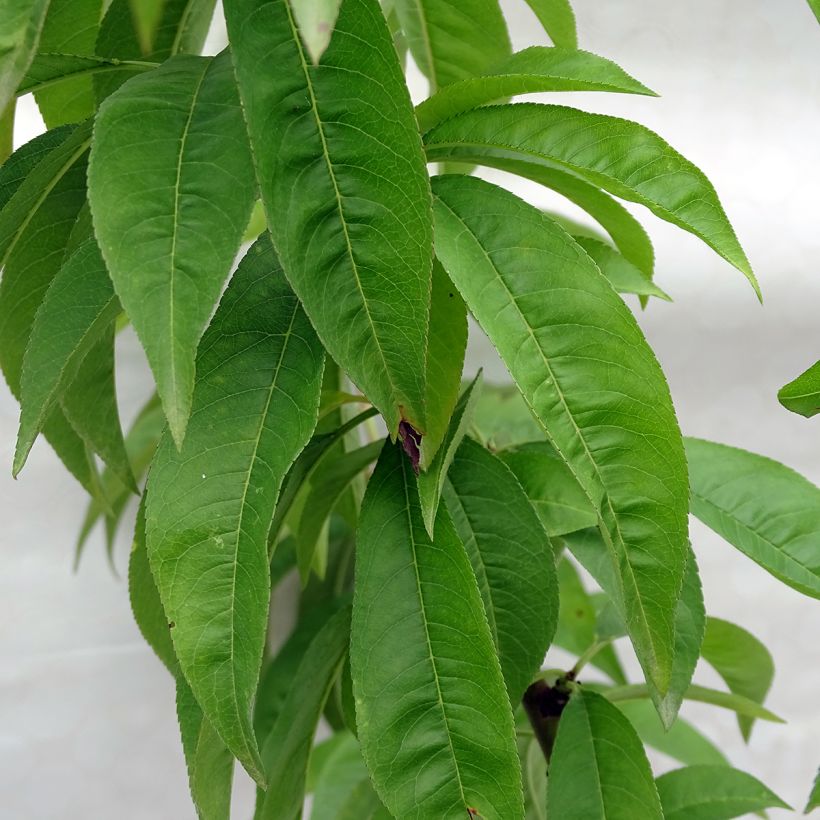 Pfirsich Redhaven - Prunus persica (Foliage)