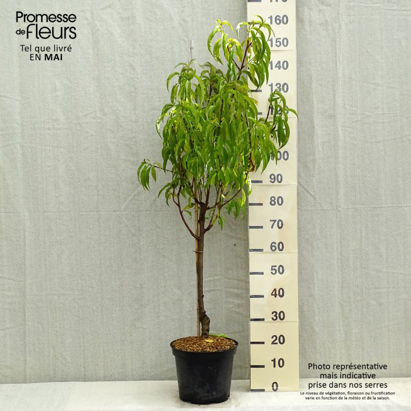 Example of Pfirsich Redhaven - Prunus persica Topf mit 7,5L/10L, Gobelet-Form as you get in printemps