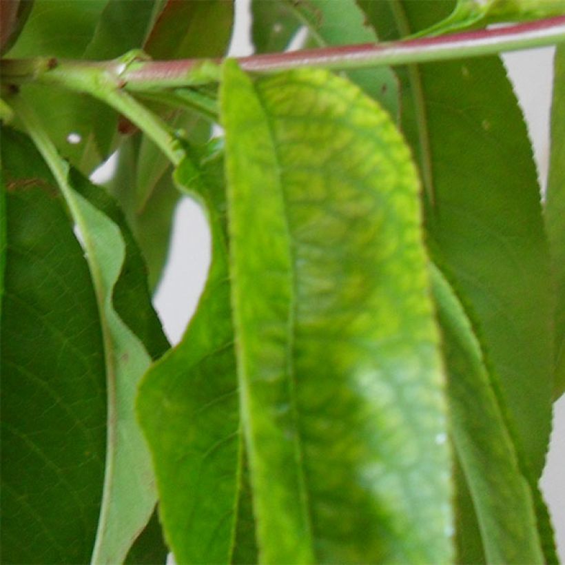 Pfirsich Robin - Prunus persica (Laub)