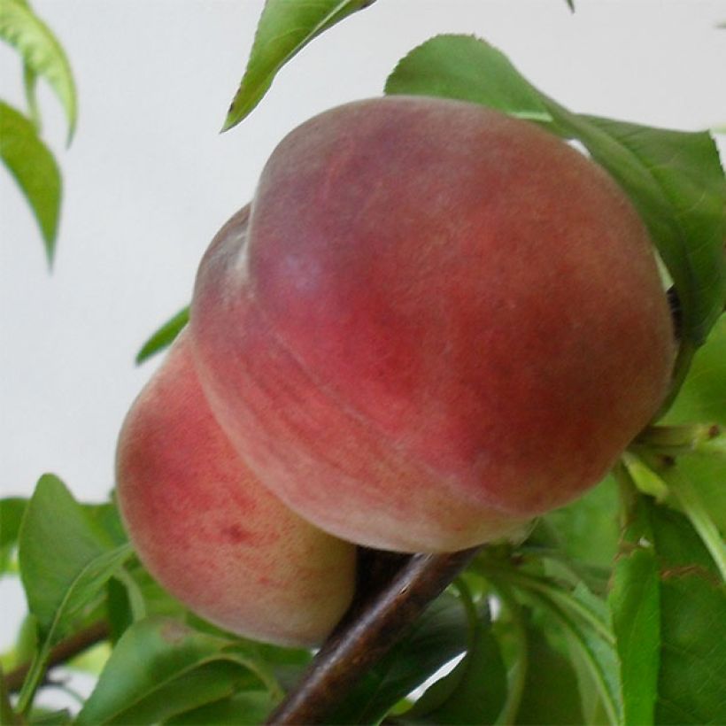 Pfirsich Robin - Prunus persica (Ernte)