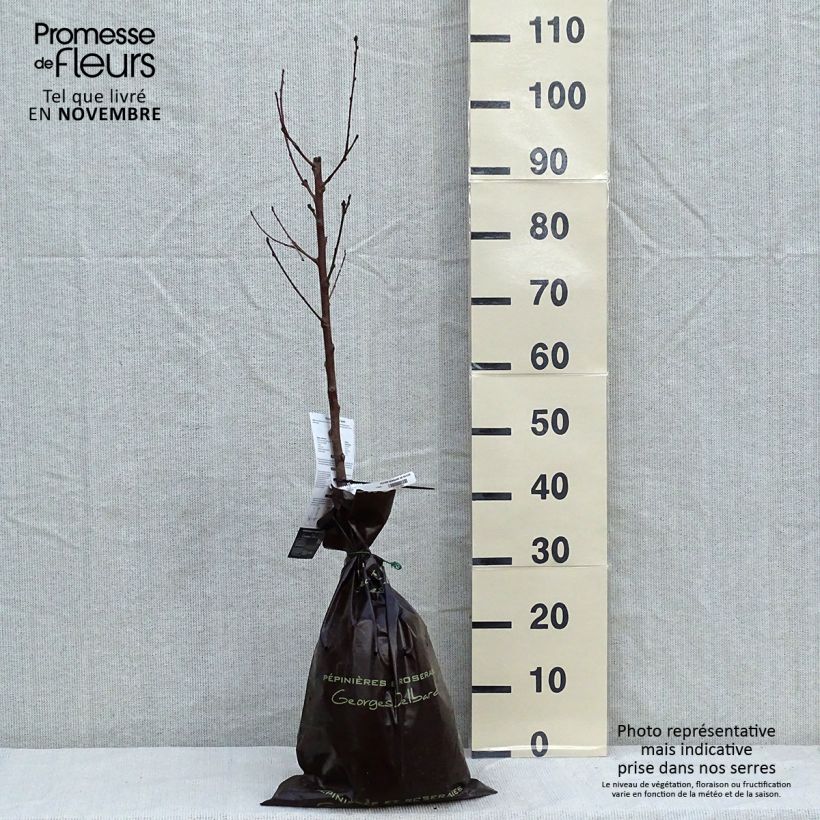 Exemplar von Pfirsich Sanguine de Savoie - Prunus persica Ballenware "Fertig-zum-Pflanzen", Gobelet-Form wie im Herbst geliefert