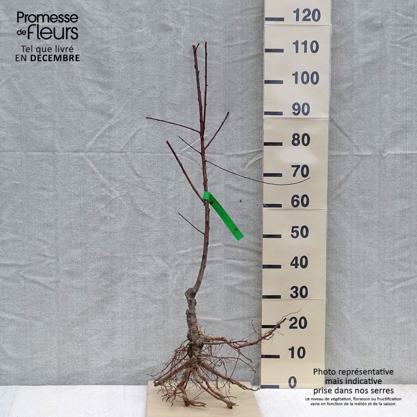 Exemplar von Pfirsich Sanguine vineuse Bio - Prunus persica Wurzelnackt, Heister wie im Winter geliefert
