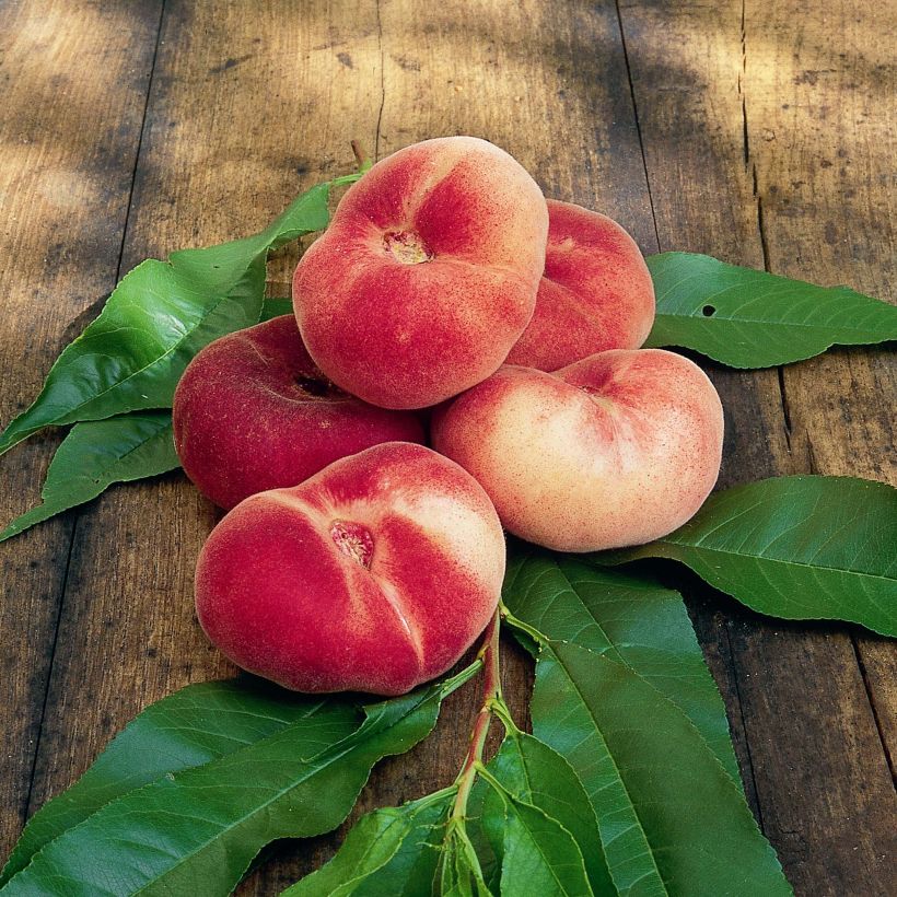 Pfirsich Saturne bailou - Prunus persica (Ernte)