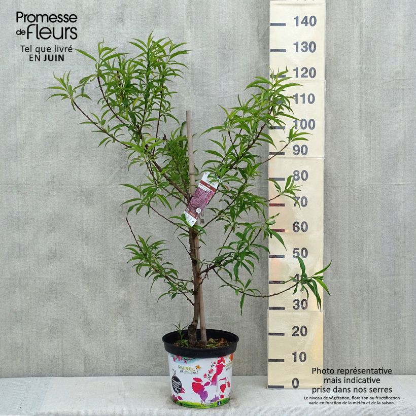 Exemplar von Zierpfirsich Taoflora Pink - Prunus persica Topf mit 7,5L/10L, Stämmchen wie im Frühjahr geliefert