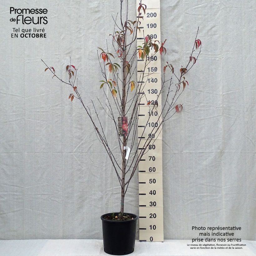 Exemplar von Zierpfirsich Taoflora Red - Prunus persica Topf mit 7,5L/10L, Stämmchen wie im Herbst geliefert
