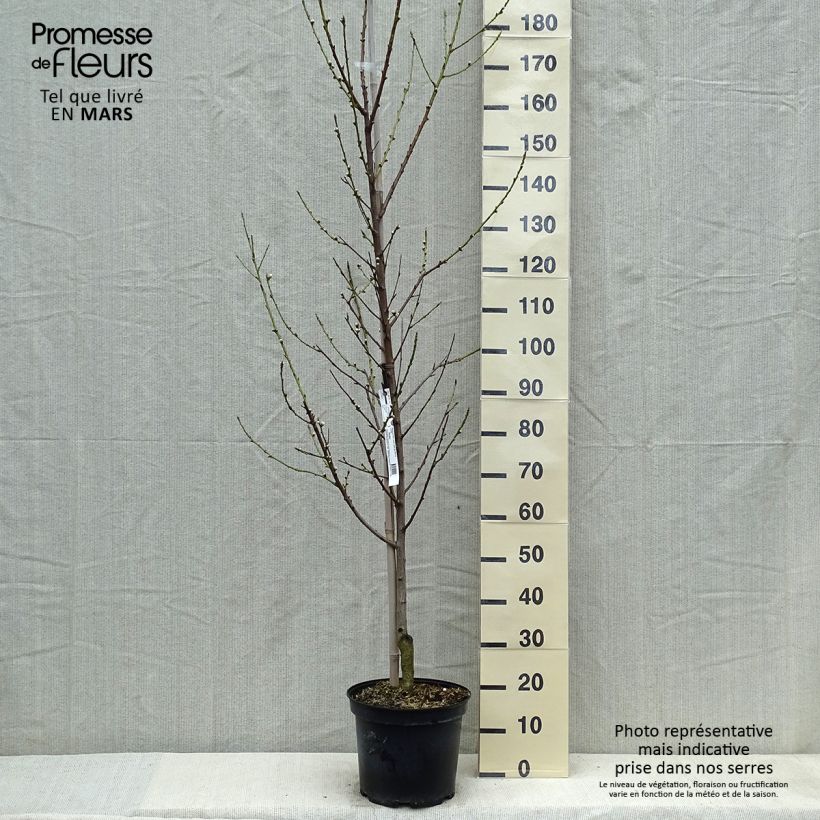 Exemplar von Zierpfirsich Taoflora White - Prunus persica Topf mit 7,5L/10L, Stämmchen wie im Frühjahr geliefert