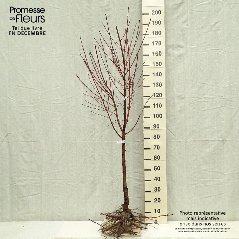 Exemplar von Pfirsich Andromède Zaidrome - Prunus persica Wurzelnackt, Gobelet-Form wie im Winter geliefert