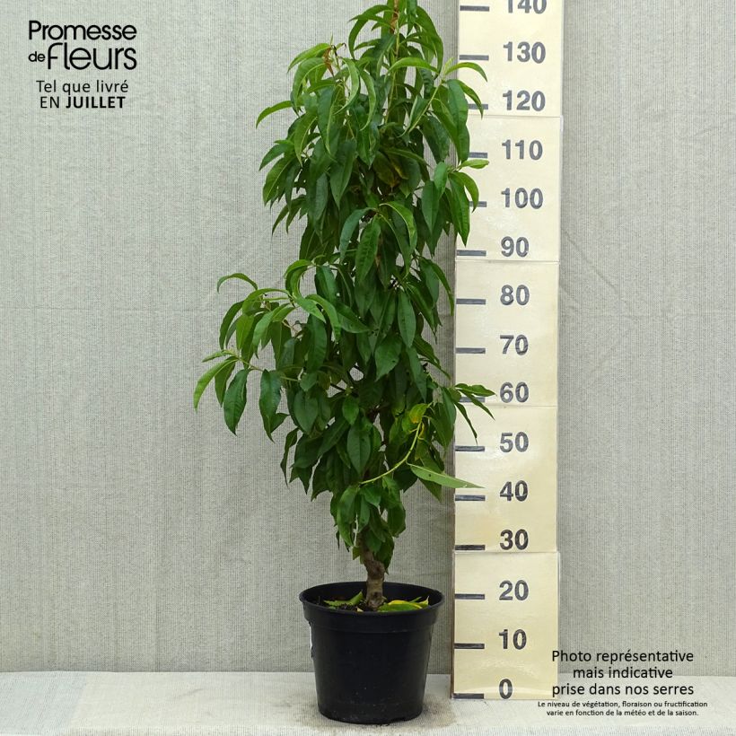 Exemplar von Pfirsich Vigne jaune - Prunus persica Topf mit 7,5L/10L, Gobelet-Form wie im Sommer geliefert