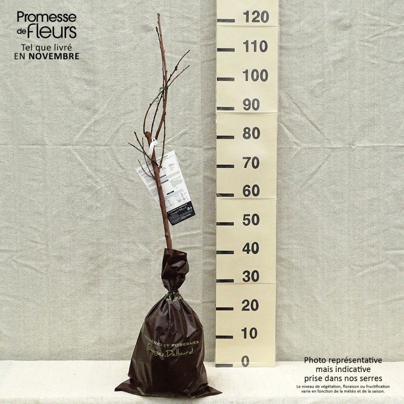 Exemplar von Pfirsich Vigne Sanguine - Prunus persica Ballenware "Fertig-zum-Pflanzen", Gobelet-Form wie im Herbst geliefert