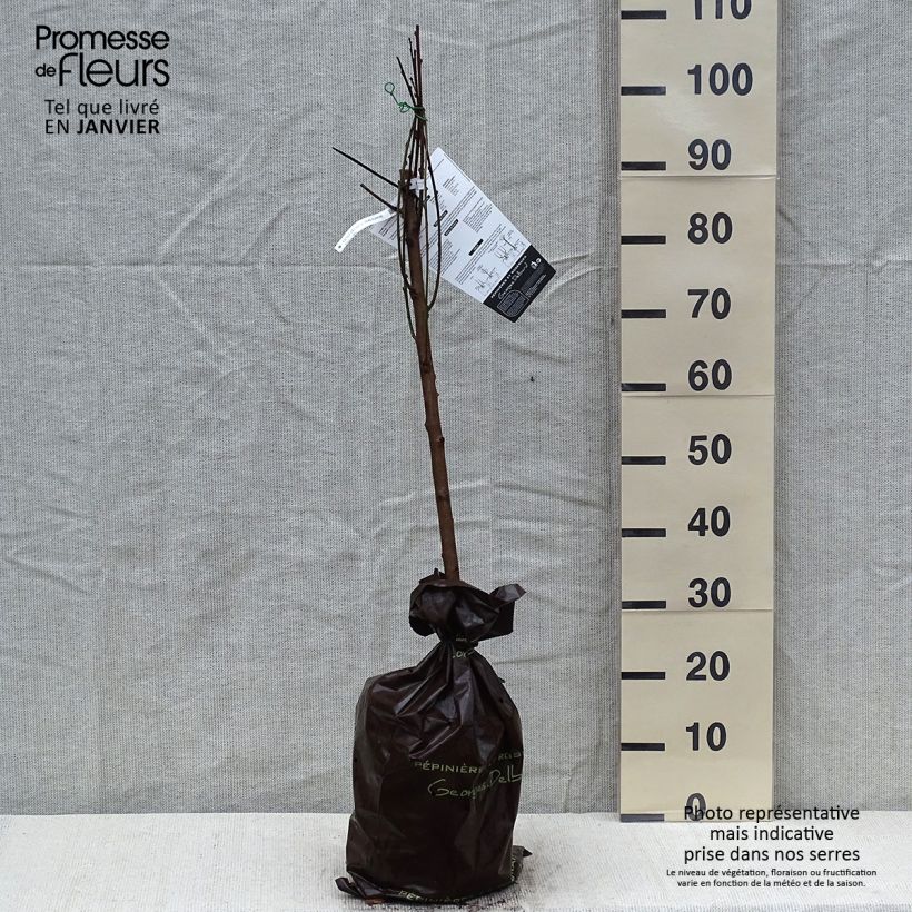 Exemplar von Pfirsich Vigne blanche - Prunus persica Ballenware "Fertig-zum-Pflanzen", Gobelet-Form wie im Winter geliefert