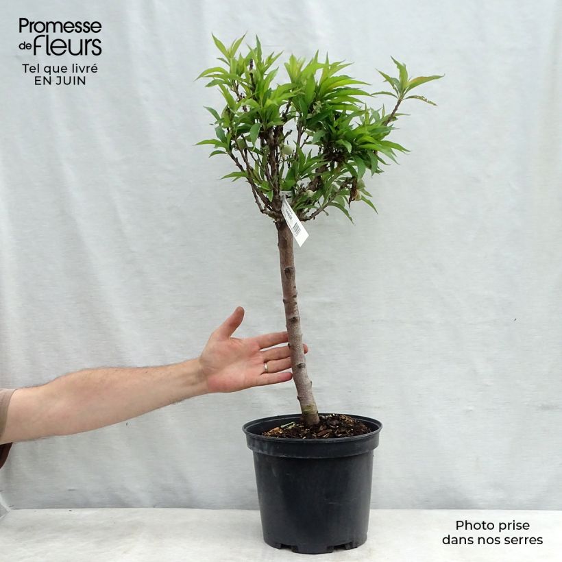 Exemplar von Pfirsich Amber Pix Zee - Prunus persica Topf mit 6L/7L, 1/4 Stängel wie im Sommer geliefert