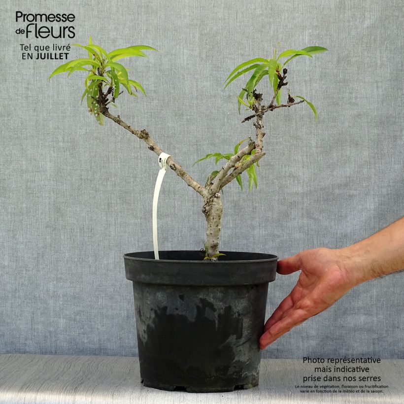 Exemplar von Zwerg-Pfirsich Diamond Zaipevi - Prunus persica Topf mit 6L/7L, 1/4 Stängel wie im Sommer geliefert