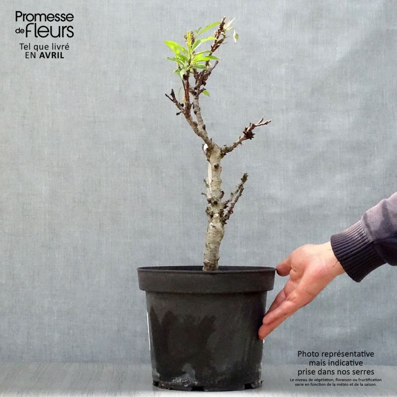 Exemplar von Zwerg-Pfirsich Diamond Zaipevi - Prunus persica Topf mit 6L/7L, 1/4 Stängel wie im Frühjahr geliefert