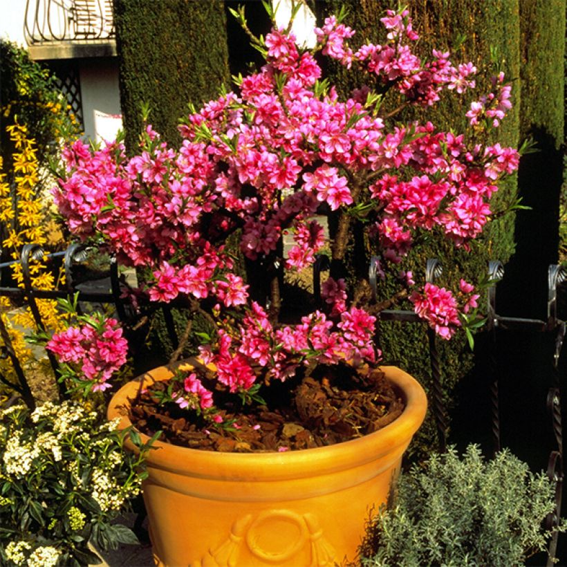 Zwerg-Pfirsich Diamond Zaipevi - Prunus persica (Wuchs)