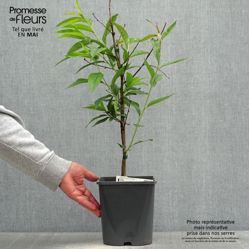 Example of Zwerg-Pfirsich Fruit Me Peach Me Yellow - Prunus persica Topf mit 4L/5L, Zwergform as you get in printemps