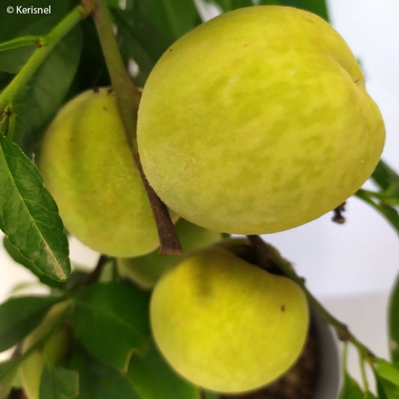 Zwerg-Pfirsich Ice Peach Gelo Fruit Me - Prunus persica (Harvest)